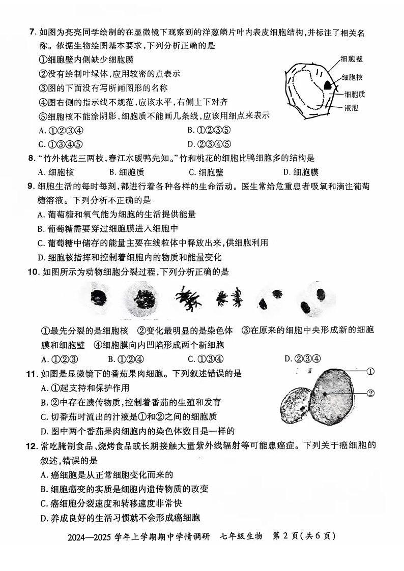 河南省郑州市登封市嵩阳中学2024--2025学年七年级生物上学期期中考试卷 第2页