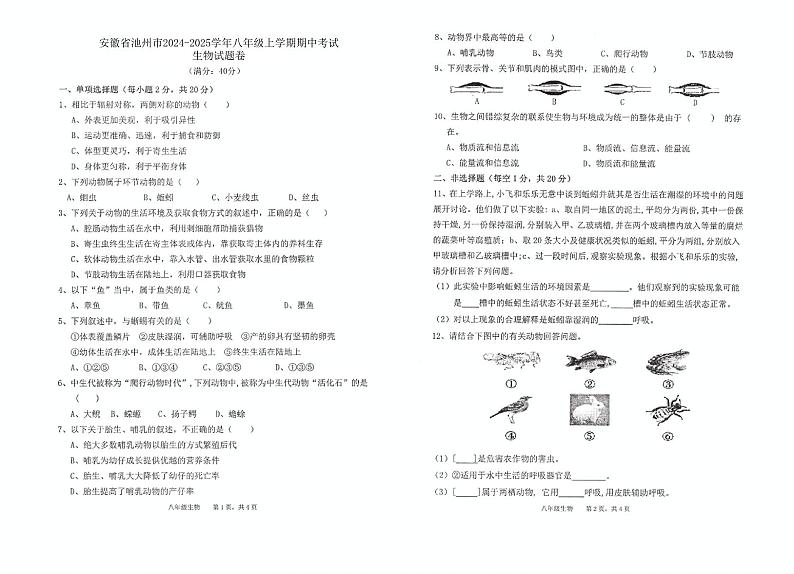 安徽省池州市2024-2025学年八年级上学期11月期中生物试题01