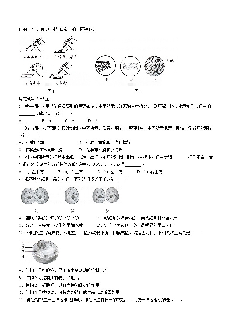 山西省怀仁市2024--2025学年七年级上学期期中生物试题第2页