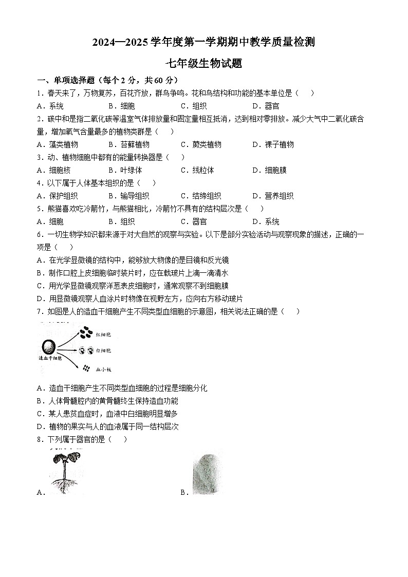 河北省石家莊市欒城區(qū)2024-2025學(xué)年七年級上學(xué)期期中生物試題(無答案)第1頁