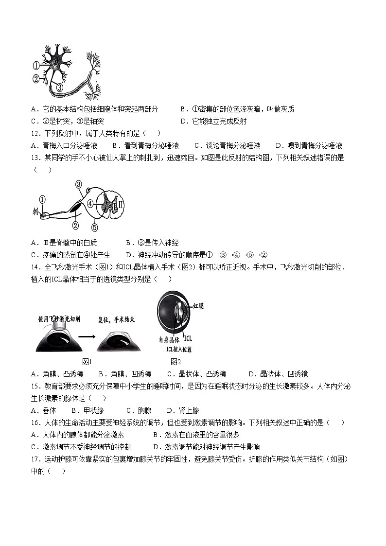 江苏省徐州市丰县2024-2025学年八年级上学期期中生物学试题第3页