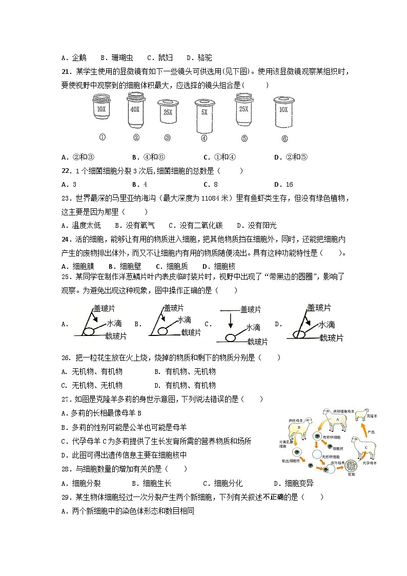 廣東省深圳市海灣中學(xué)2022-2023學(xué)年七年級(jí)上學(xué)期期中考試生物試題第3頁
