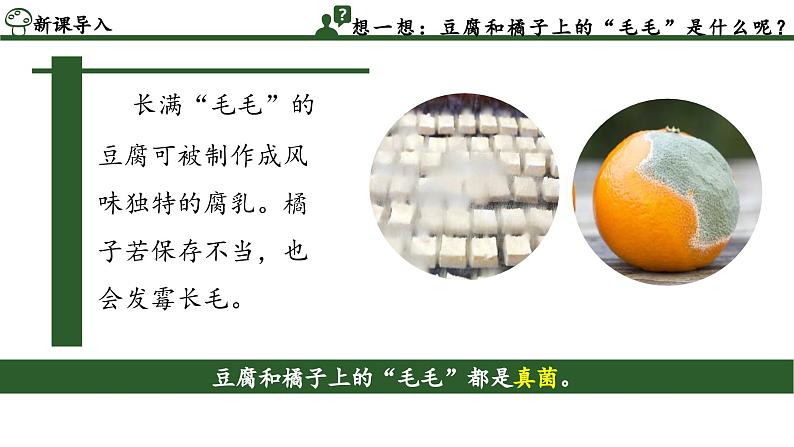 2.3.3 真菌(教学课件)-2024-2025学年度七年级生物上册同步高效课堂(人教版2024)04