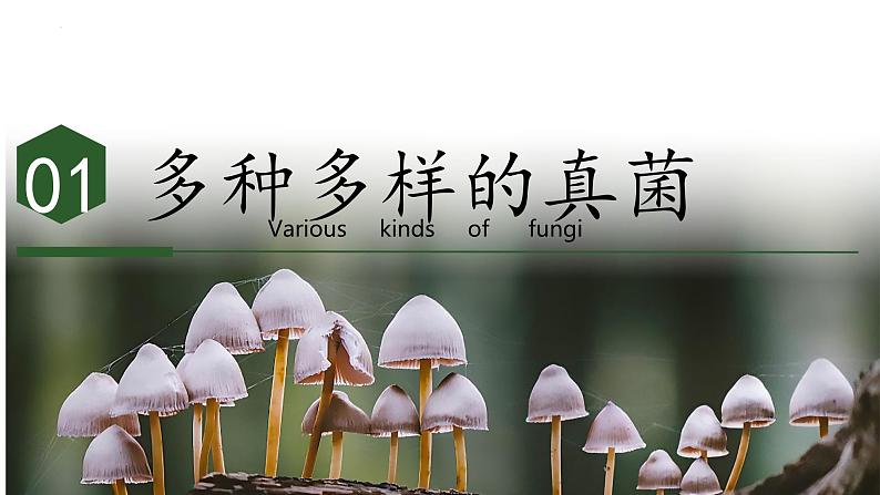 2.3.3 真菌(教学课件)-2024-2025学年度七年级生物上册同步高效课堂(人教版2024)05