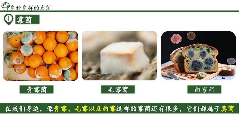 2.3.3 真菌(教学课件)-2024-2025学年度七年级生物上册同步高效课堂(人教版2024)06
