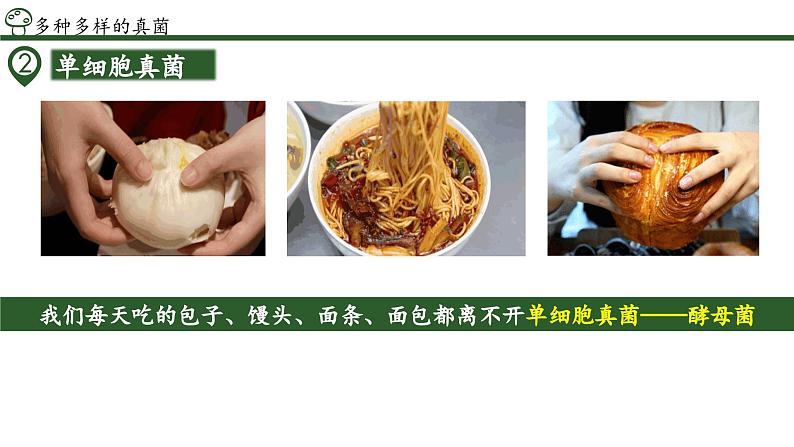 2.3.3 真菌(教学课件)-2024-2025学年度七年级生物上册同步高效课堂(人教版2024)07