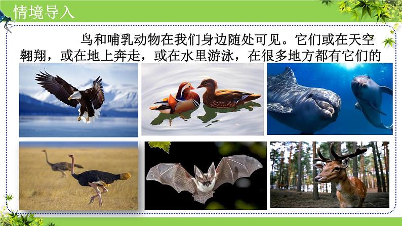 人教版生物七年级上册2.2.2《脊椎动物(三、鸟和哺乳动物)》课件03