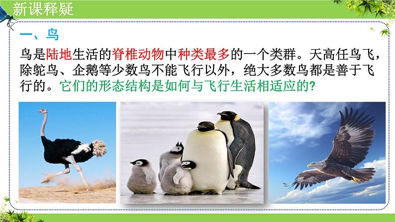 人教版生物七年级上册2.2.2《脊椎动物(三、鸟和哺乳动物)》课件05