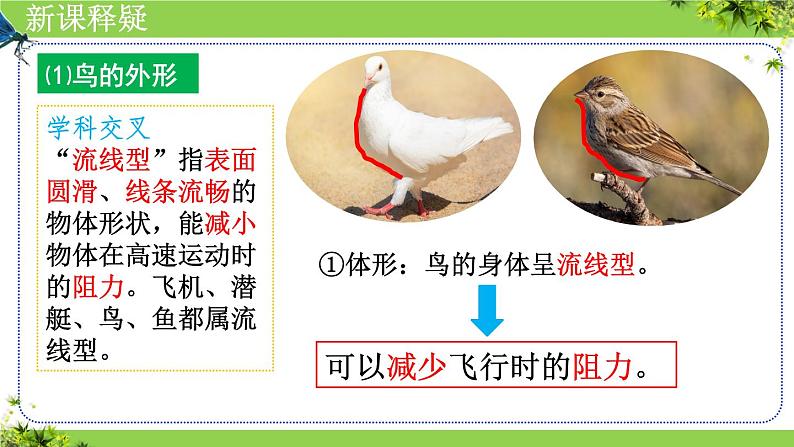 人教版生物七年级上册2.2.2《脊椎动物(三、鸟和哺乳动物)》课件08