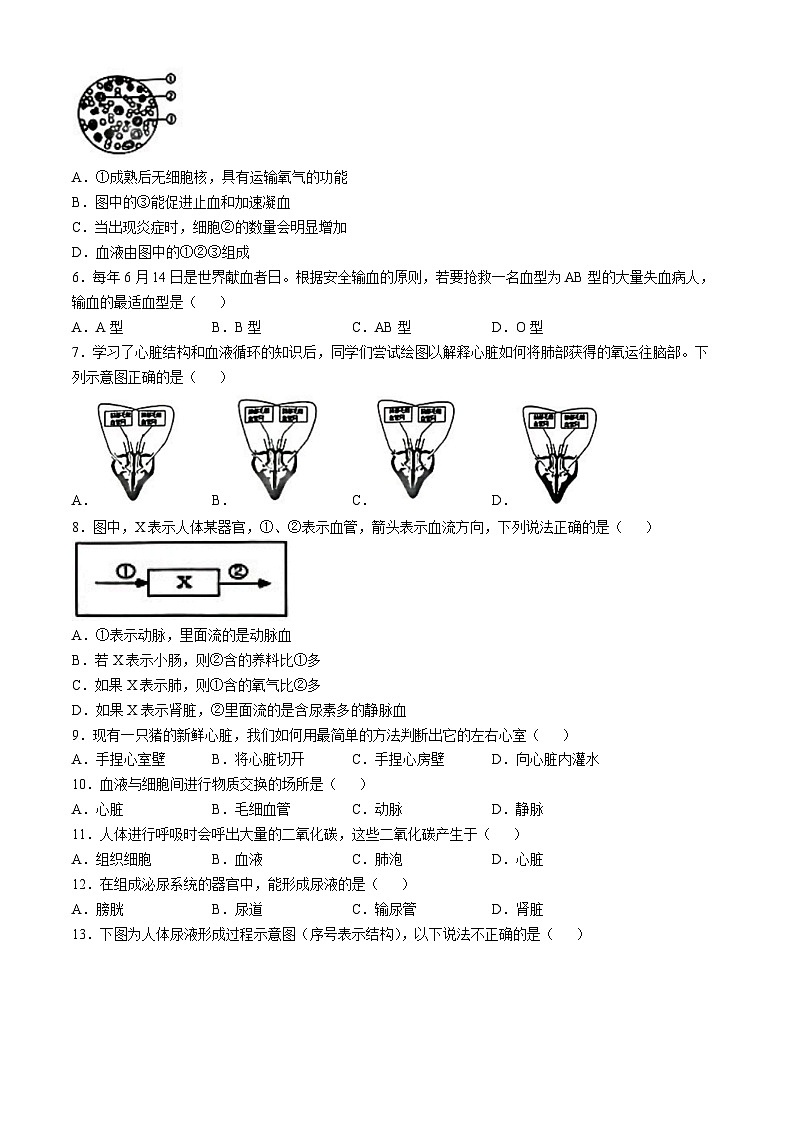 江苏省徐州市新沂市2024-2025学年八年级上学期期中生物试题第2页
