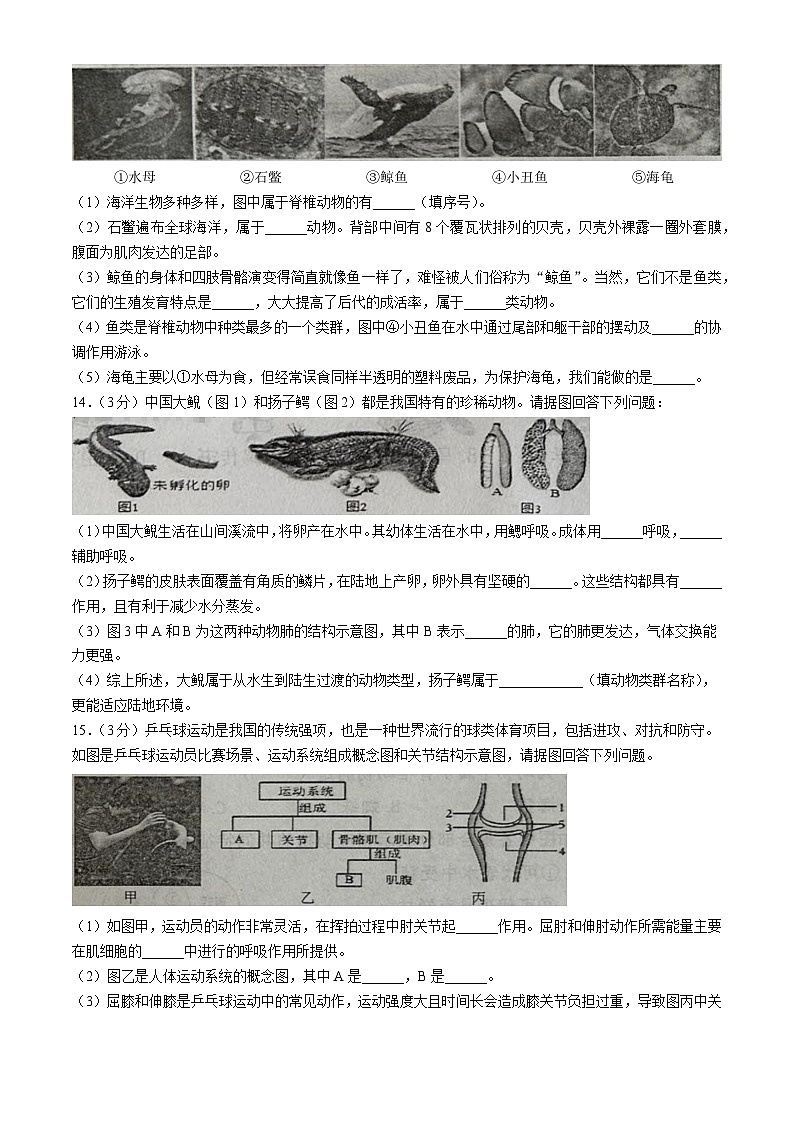 辽宁省营口市2024-2025学年八年级上学期期中生物试题03