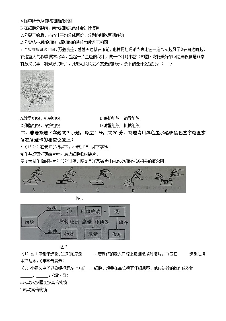 内蒙古赤峰市2024-2025学年七年级上学期期中生物试题02
