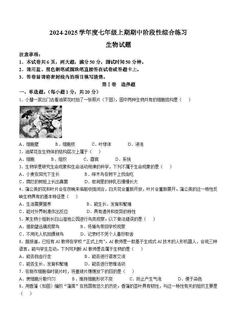河南省信阳市淮滨县2024-2025学年七年级上学期期中生物试题(无答案)第1页
