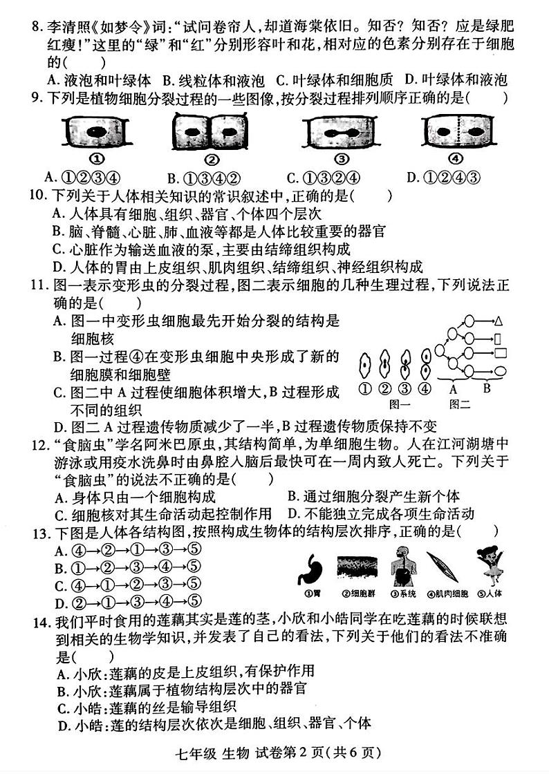 河南省洛阳市伊滨区、瀍河区2024-2025学年七年级上学期期中考试生物试题第2页