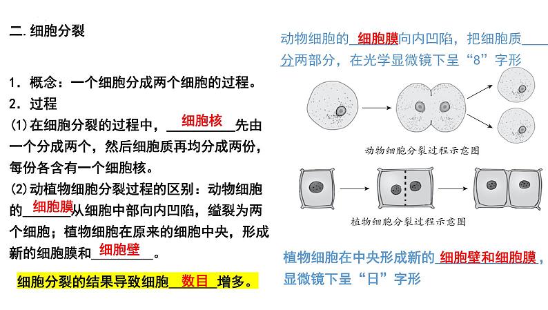 2025年中考生物一轮复习考点通关精讲课件专题05 生物体的结构层次(含答案)第2页