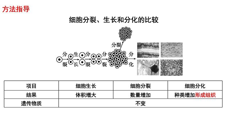 2025年中考生物一轮复习考点通关精讲课件专题05 生物体的结构层次(含答案)第5页