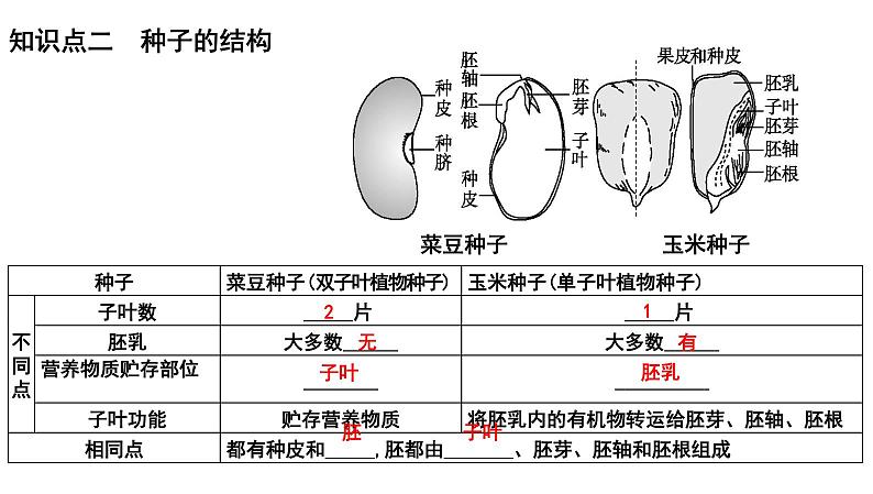 2025年中考生物一轮复习考点通关精讲课件专题06 生物圈中有哪些绿色植物及种子的萌发(含答案)第5页