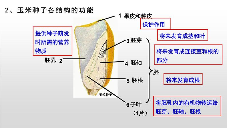 2025年中考生物一轮复习考点通关精讲课件专题06 生物圈中有哪些绿色植物及种子的萌发(含答案)第7页