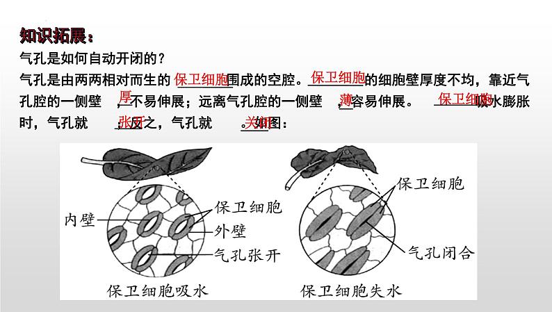 2025年中考生物一轮复习考点通关精讲课件专题08 绿色植物的蒸腾作用(含答案)第8页