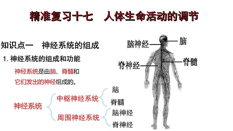 2025年中考生物一轮复习考点通关精讲课件专题17 人体生命活动调节(含答案)第1页