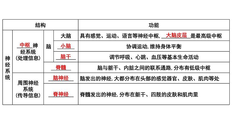 2025年中考生物一轮复习考点通关精讲课件专题17 人体生命活动调节(含答案)第2页