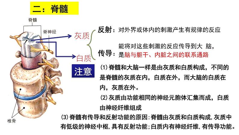 2025年中考生物一轮复习考点通关精讲课件专题17 人体生命活动调节(含答案)第6页
