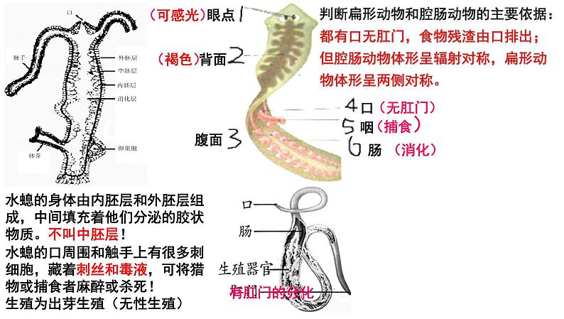 2025年中考生物一轮复习考点通关精讲课件专题20 动物的主要类群(含答案)第4页