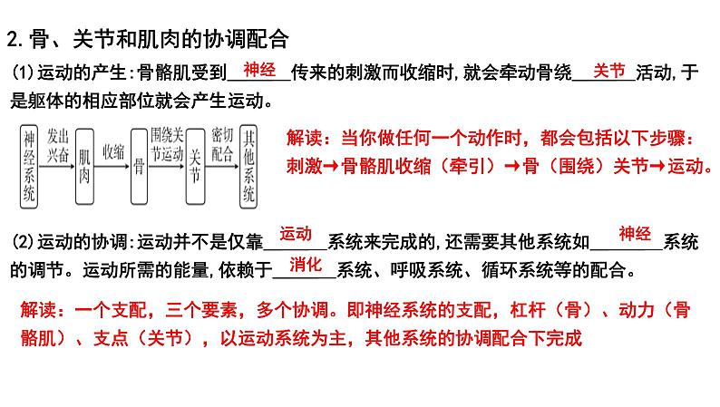 2025年中考生物一轮复习考点通关精讲课件专题21 动物的运动和行为(含答案)第6页