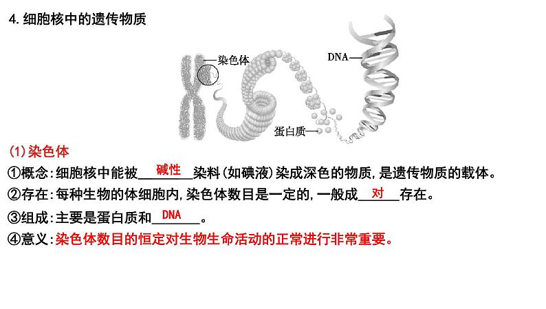 2025年中考生物一轮复习考点通关精讲课件专题23 生物的遗传和变异(含答案)第2页
