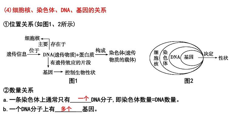 2025年中考生物一轮复习考点通关精讲课件专题23 生物的遗传和变异(含答案)第4页