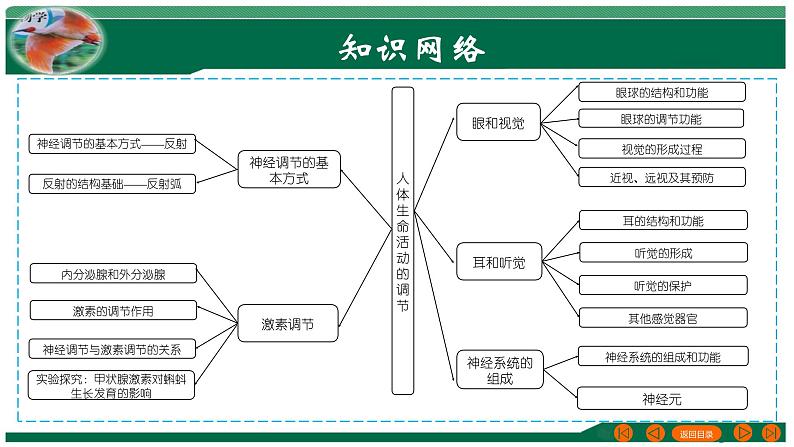 2025年中考生物一轮复习考点练习课件 专题14 人体生命活动的调节03