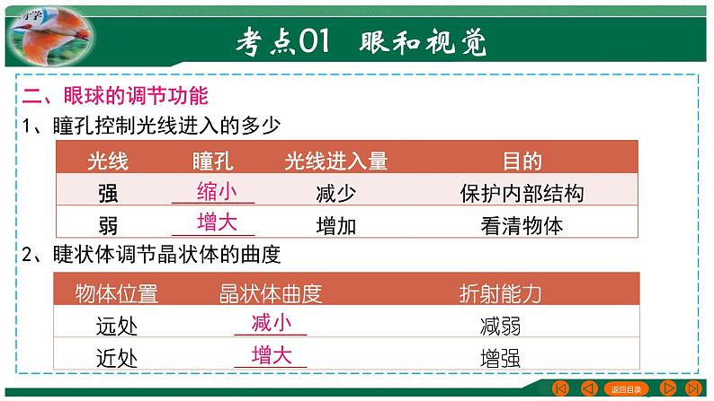 2025年中考生物一轮复习考点练习课件 专题14 人体生命活动的调节05