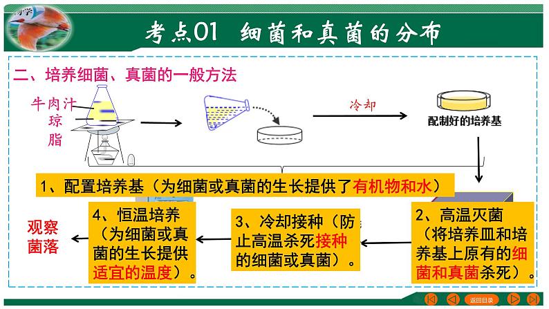 2025年中考生物一轮复习考点练习课件 专题18 细菌、真菌和病毒第5页