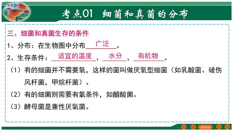 2025年中考生物一轮复习考点练习课件 专题18 细菌、真菌和病毒第6页
