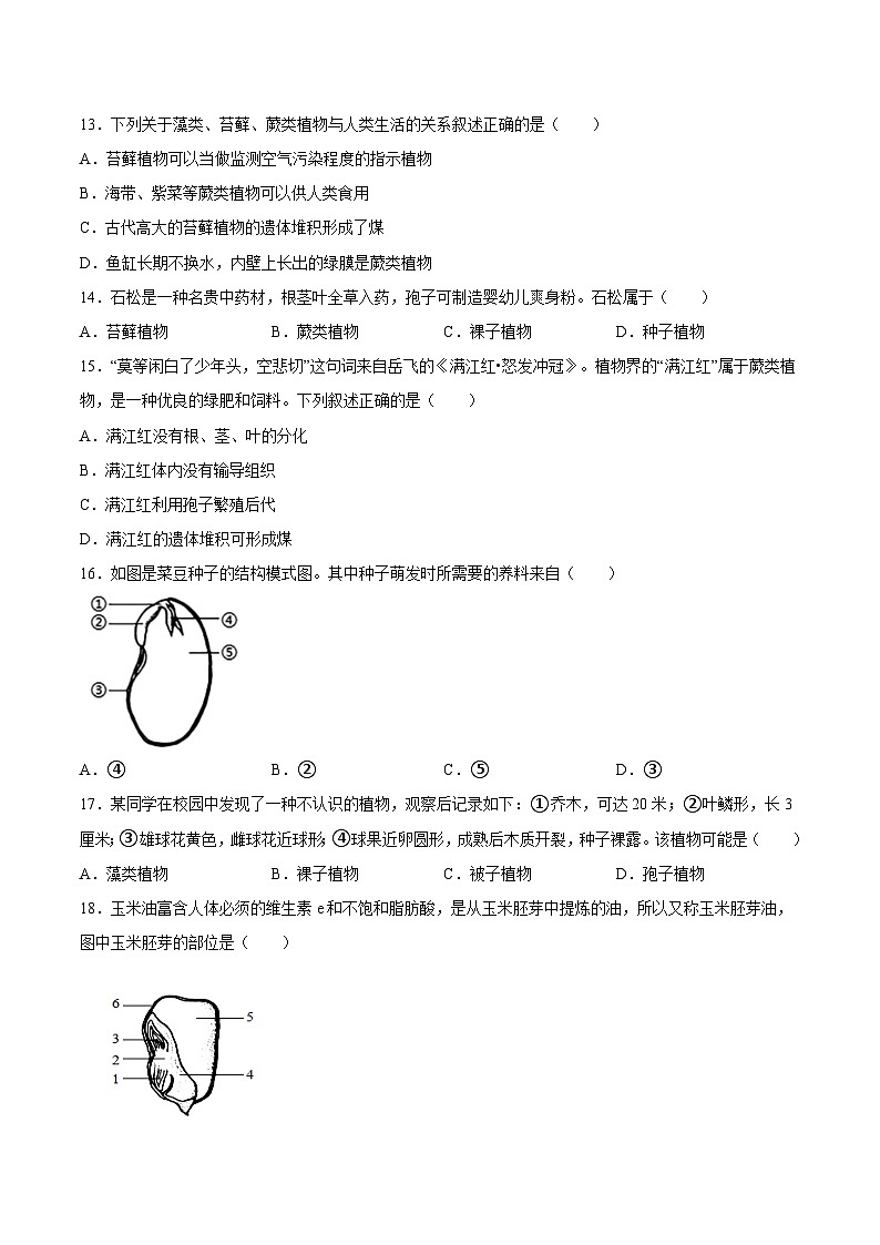 2025年中考生物一轮复习精讲精练专题04 生物圈中有哪些绿色植物(原卷版)第3页