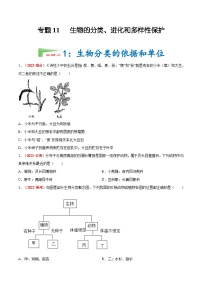 2025年中考生物真题分项汇编 专题11 生物的分类 进化和多样性保护（2份，原卷版+解析版）