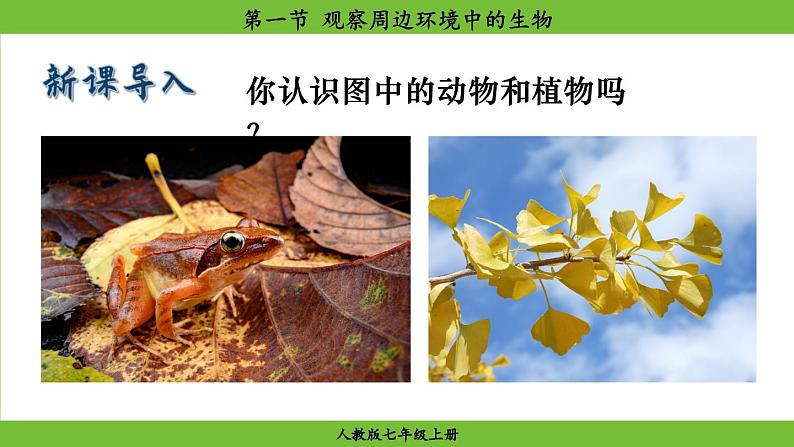1.1 .1 观察周边环境中的生物(课件)-2024--2025学年人教版生物七年级上册第2页