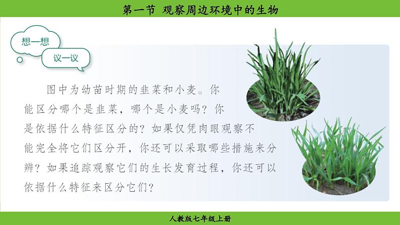1.1 .1 观察周边环境中的生物(课件)-2024--2025学年人教版生物七年级上册第8页