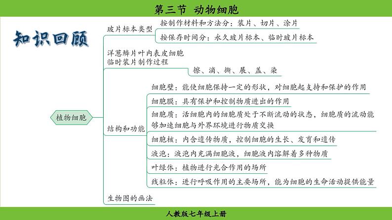 1.2.3 动物细胞(课件)-2024--2025学年人教版生物七年级上册01