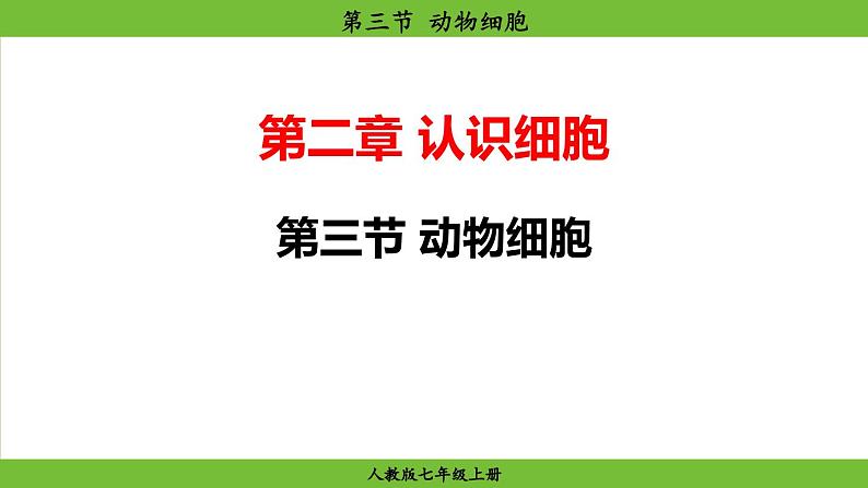 1.2.3 动物细胞(课件)-2024--2025学年人教版生物七年级上册02