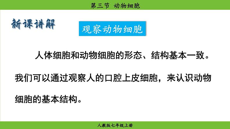 1.2.3 动物细胞(课件)-2024--2025学年人教版生物七年级上册07