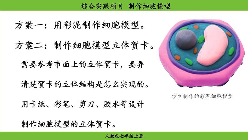 综合实践项目 制作细胞模型第7页