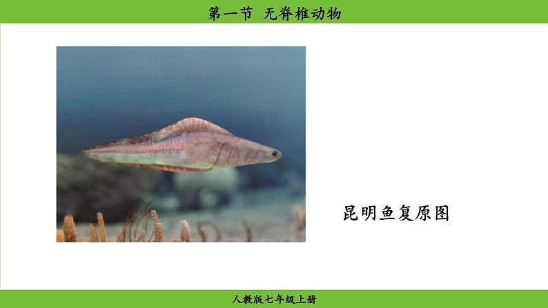 2.2.1 无脊椎动物(课件)-2024--2025学年人教版生物七年级上册第5页
