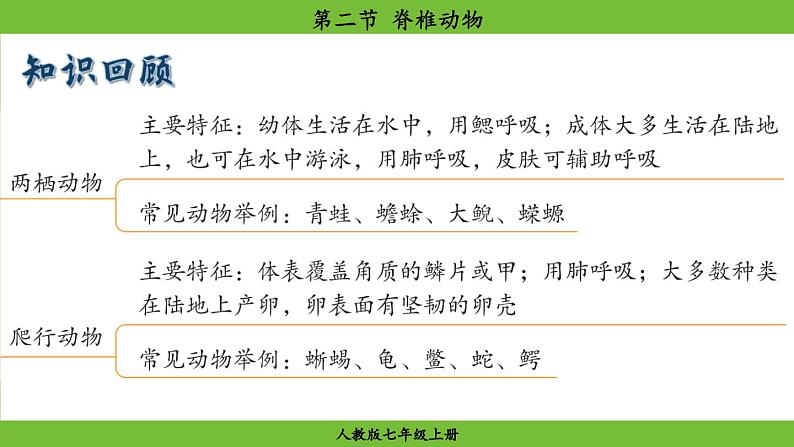 2.2.2 脊椎动物(课件)-2024--2025学年人教版生物七年级上册01