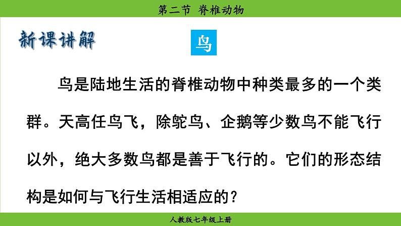 2.2.2 脊椎动物(课件)-2024--2025学年人教版生物七年级上册05