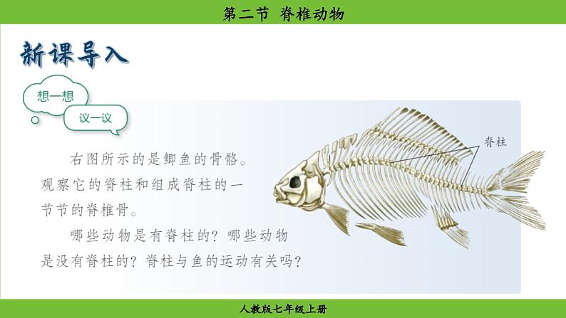 2.2.2 脊椎动物(课件)-2024--2025学年人教版生物七年级上册03