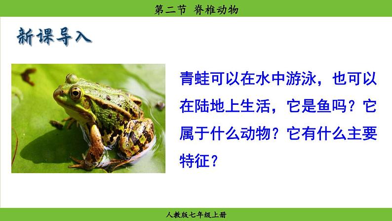 2.2.2 脊椎动物(课件)-2024--2025学年人教版生物七年级上册03