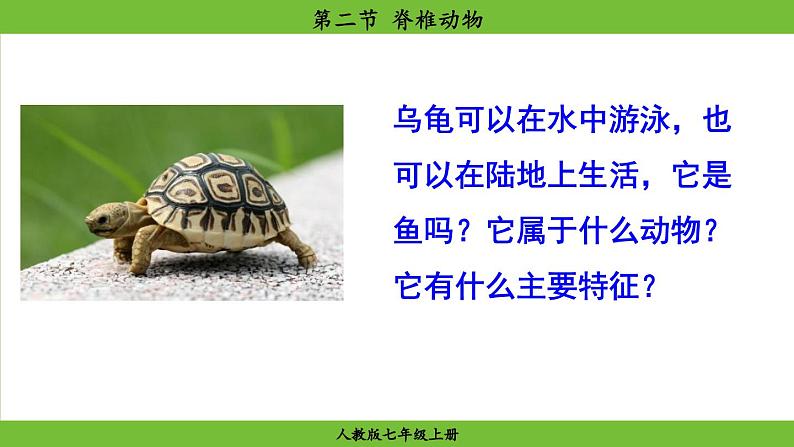 2.2.2 脊椎动物(课件)-2024--2025学年人教版生物七年级上册04