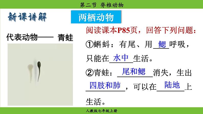 2.2.2 脊椎动物(课件)-2024--2025学年人教版生物七年级上册06