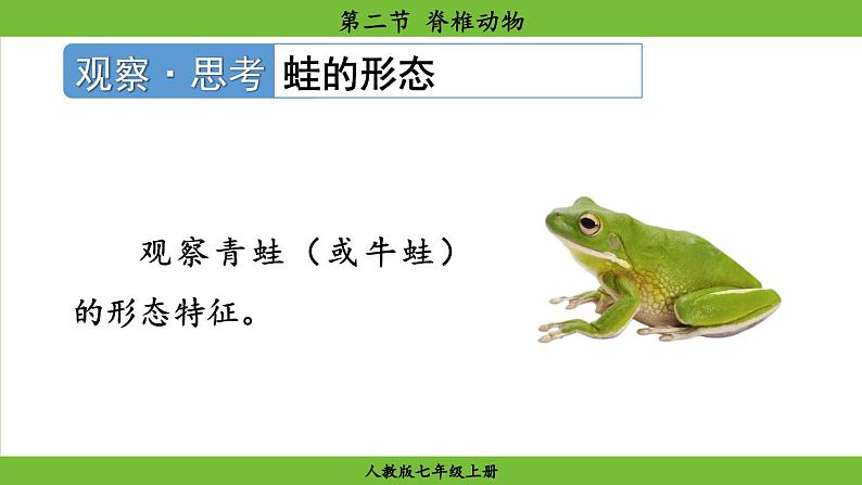 2.2.2 脊椎动物(课件)-2024--2025学年人教版生物七年级上册08